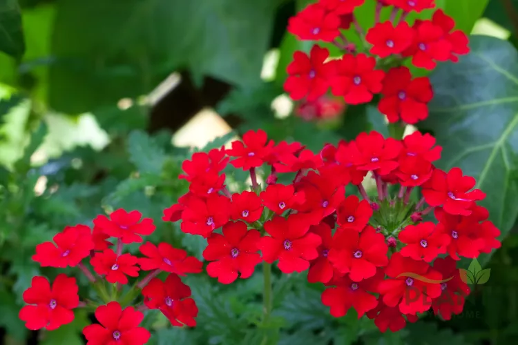 A close-up of a dense cluster of tiny, bright red Verbena flowers with small white centers against a green foliage background.