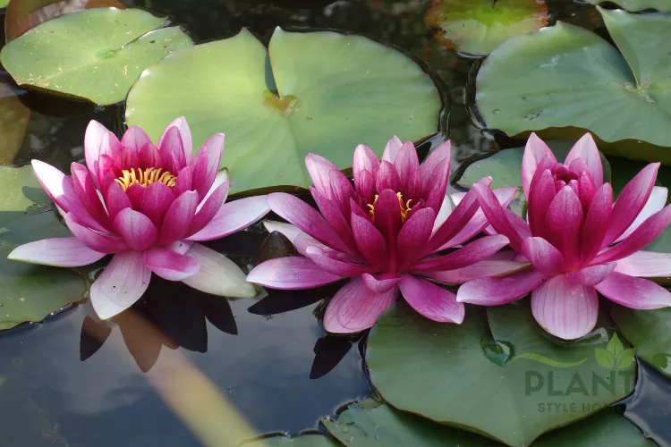Three vibrant pink Water Lily flowers with bright yellow centers floating on dark pond water surrounded by green lily pads.