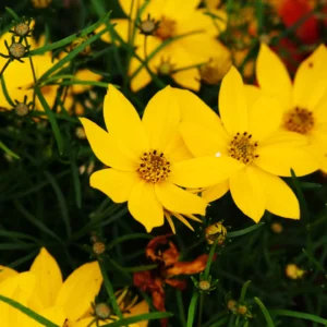 Close-up of vibrant, bright yellow ‘Zagreb’ Tickseed (Coreopsis verticillata) flowers with eight petals and golden centers, blooming against dark green, thread-like foliage.