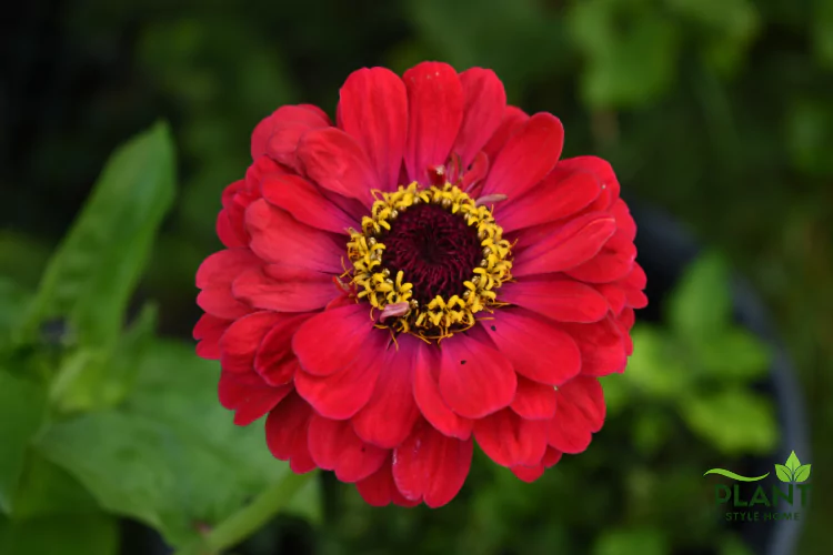 A close-up, overhead view of a single vibrant red Zinnia flower with a contrasting yellow and maroon center.