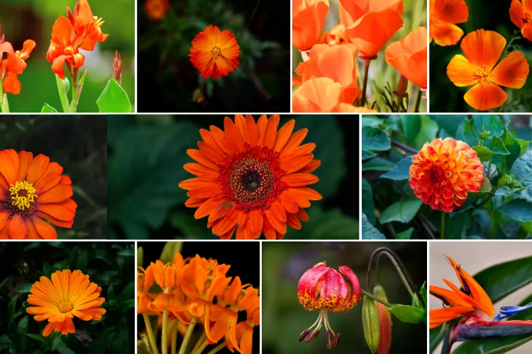 A vibrant collage of various orange flowers, including marigolds, gerbera daisies, lilies, and other blossoms, displaying rich shades of orange and red against lush green backgrounds.