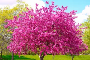A vibrant, large tree completely covered in dense, bright magenta-pink blossoms, standing on a green lawn beneath a blue and white sky, likely a flowering cherry or crabapple tree in spring.