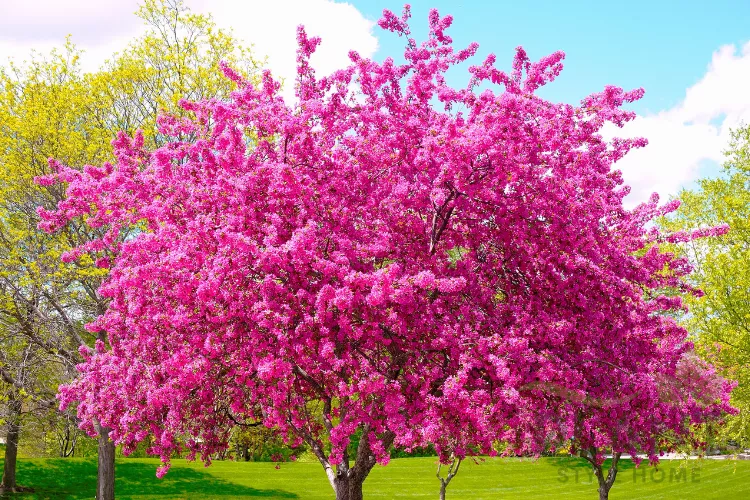 A vibrant, large tree completely covered in dense, bright magenta-pink blossoms, standing on a green lawn beneath a blue and white sky, likely a flowering cherry or crabapple tree in spring.