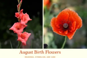 August birth flowers gladiolus and poppy with vibrant red and pink blooms in a summer garden