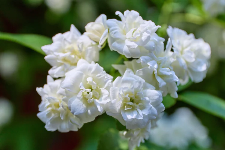 Fluffy, double-petalled white blooms in a cluster