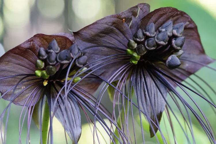 Close-up of two exotic black bat flowers with unique wing-like petals and long whiskery filaments.