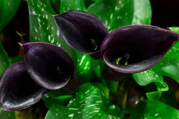 Several elegant dark purple calla lilies with sleek, trumpet-shaped blooms nestled among spotted green leaves.
