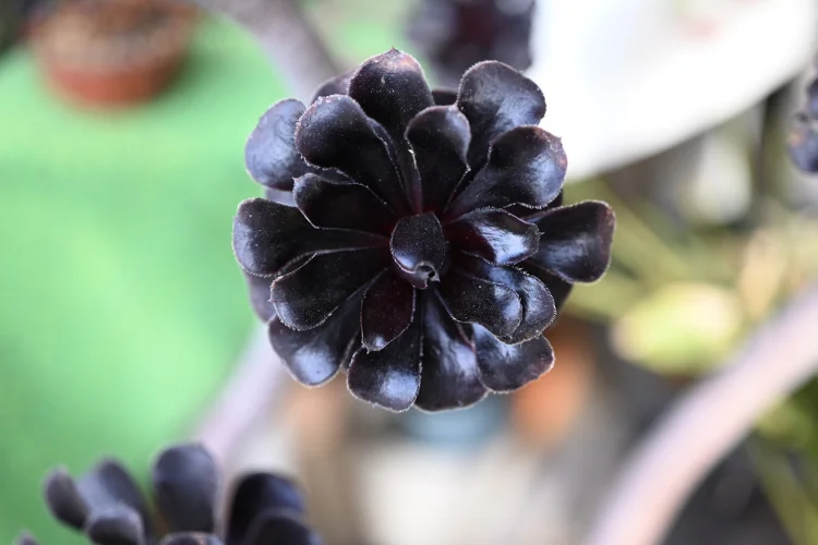 Overhead view of a dark, symmetrical flower with layered petals that appear almost velvety black.
