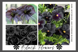 A collage of dark flowers featuring bat flowers, black roses, and purple-centered black pansies.