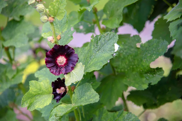 Deep maroon, nearly black hollyhock flowers blooming on a green stem with large, textured leaves.