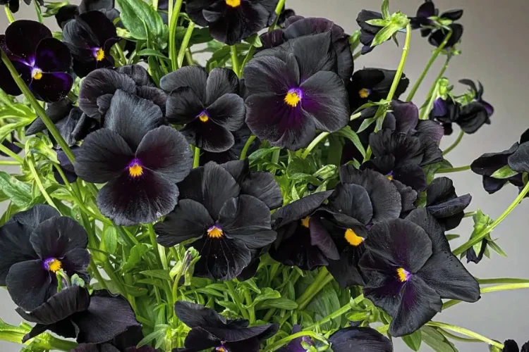 Vibrant cluster of black pansies featuring bright yellow centers and subtle purple highlights on petals.