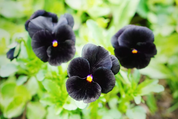 Three black petunia flowers with yellow centers growing in a garden with soft green background.