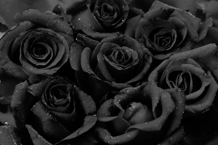 A dense bouquet of dark, moody roses with water droplets scattered across their velvety petals.