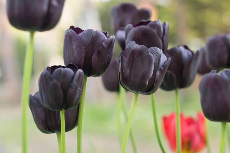 Several deep purple-black tulips standing tall on green stems in a bright, outdoor garden setting.