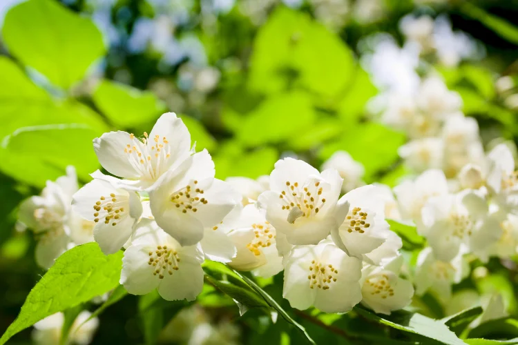 Classic white star-shaped flowers with yellow stamens on a bright green branch