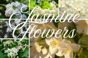 Collage/featured image with "Jasmine Flowers" text overlay