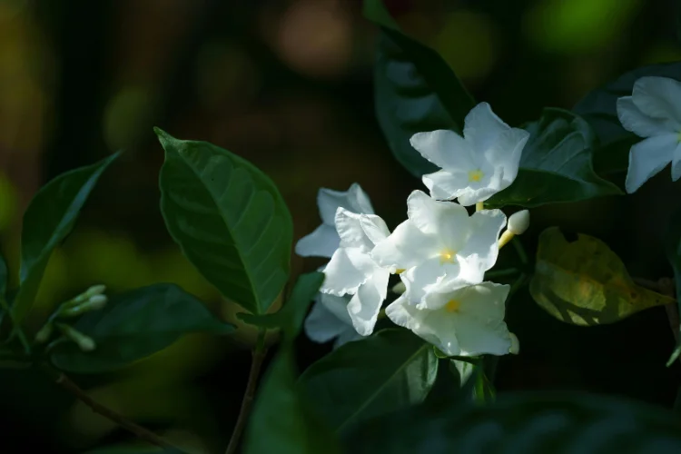 White flowers glowing against dark moody foliage