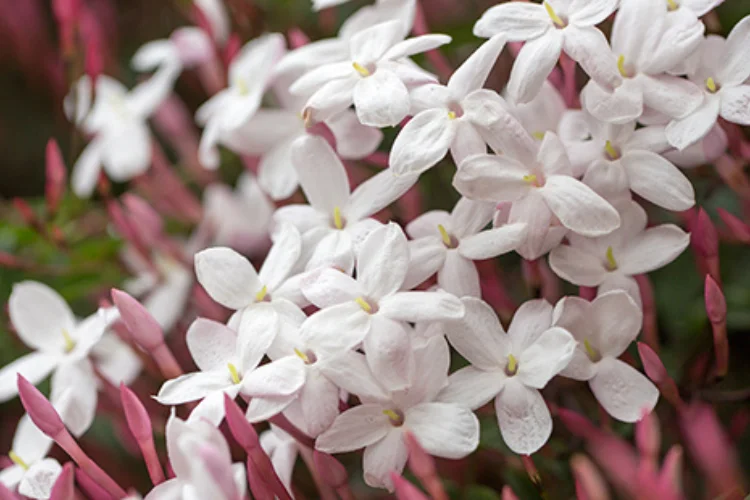White star flowers with deep pink/rose buds