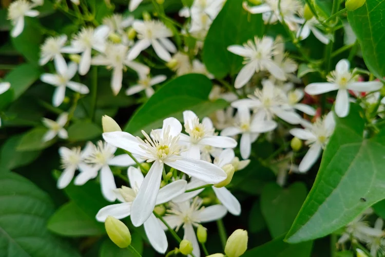 Small white star-shaped flowers with green buds spreading across leaves