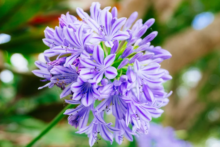 Soft blue-purple Agapanthus flower clusters blooming on tall stems in summer