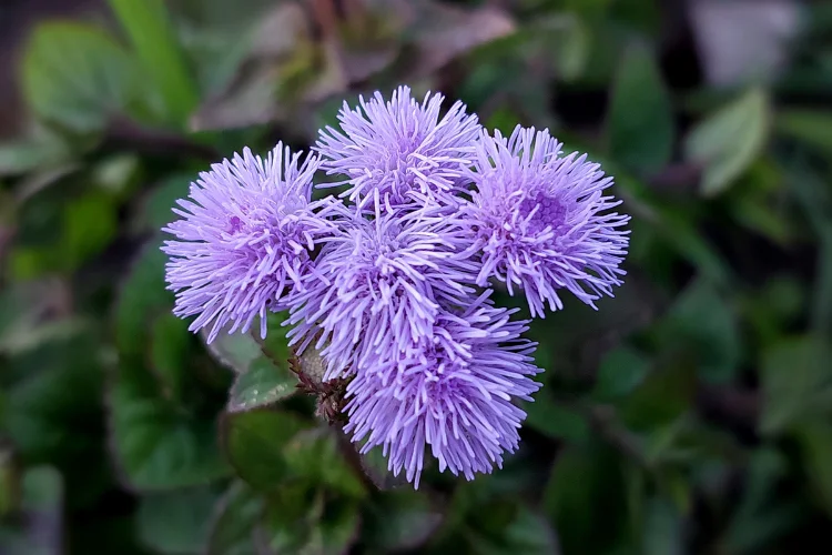 Fluffy lavender-blue Ageratum powder-puff flower clusters in close-up