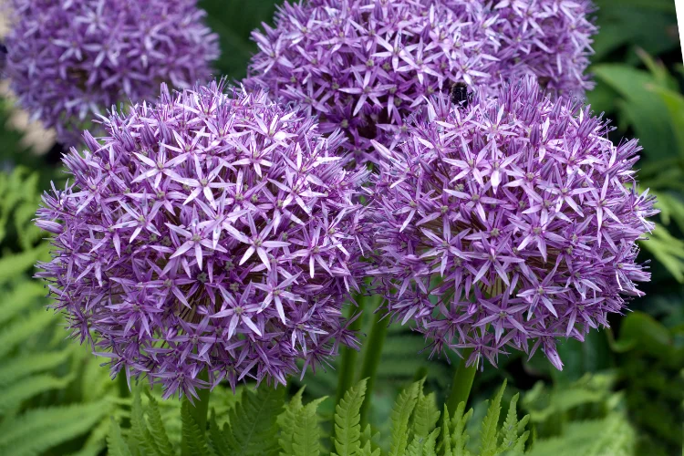 Large spherical purple Allium flower heads on tall stems in a garden