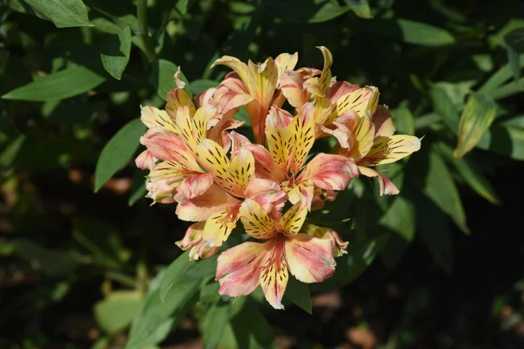 Pink and yellow Alstroemeria flowers with speckled petals in close-up view
