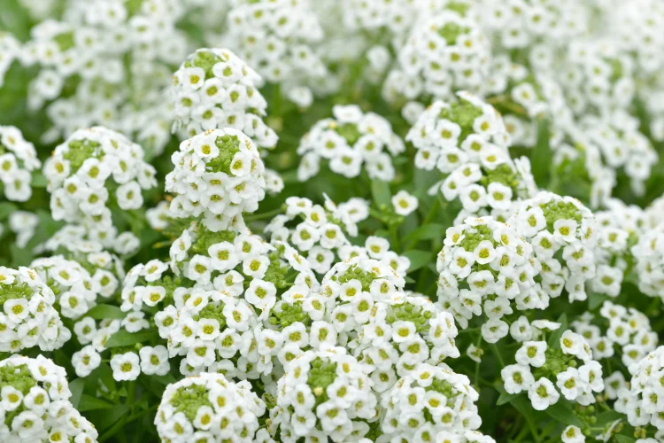 Masses of tiny white Sweet Alyssum flowers covering a garden ground cover