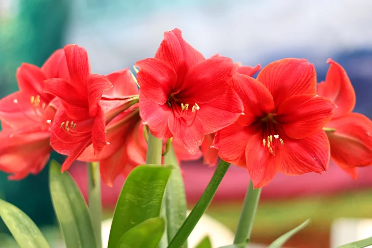 Vibrant red Amaryllis flowers in full bloom with green stems in close-up