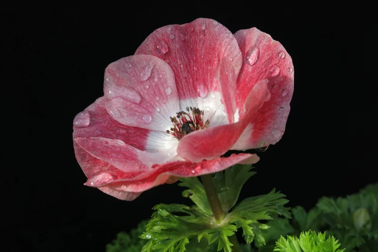 Single soft pink Anemone flower with delicate petals on a dark background