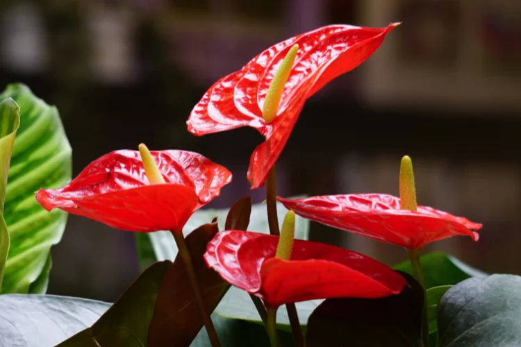 Glossy red Anthurium flowers with waxy heart-shaped spathes and yellow spadix