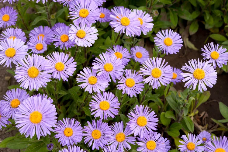 Soft purple Aster flowers with yellow centres blooming in a garden