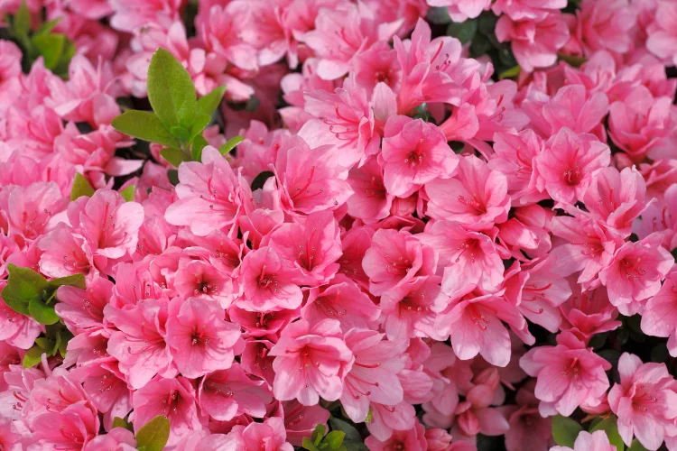 Dense cluster of bright pink Azalea blossoms in full spring bloom