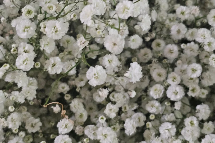 Baby's breath flowers in a soft cloud of tiny white blooms on delicate branching stems