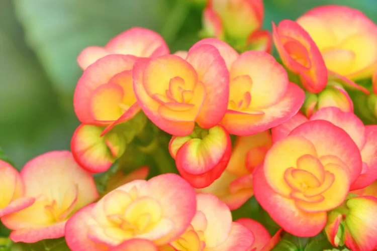 Close-up of pink and red begonia flowers in full bloom with lush green leaves