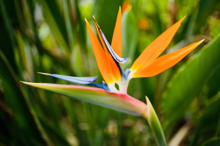 Bird of paradise flower with vivid orange petals and blue beak-like structure against tropical green foliage