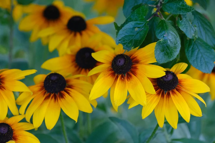 Black-eyed Susan flowers with bright golden-yellow petals surrounding a dark brown center