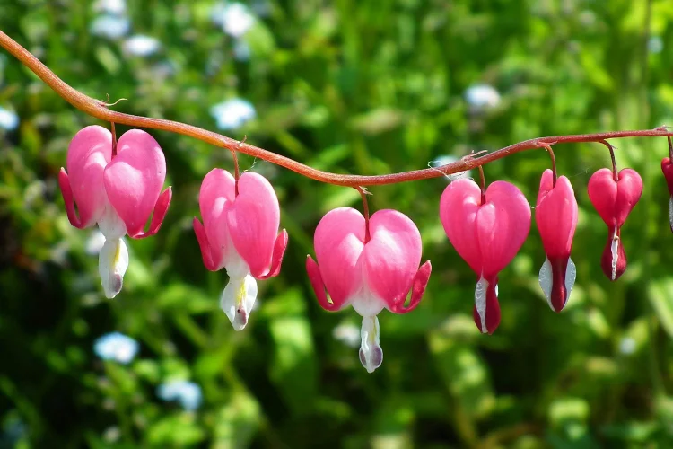 Bleeding heart plant with arching stems of delicate pink heart-shaped flowers
