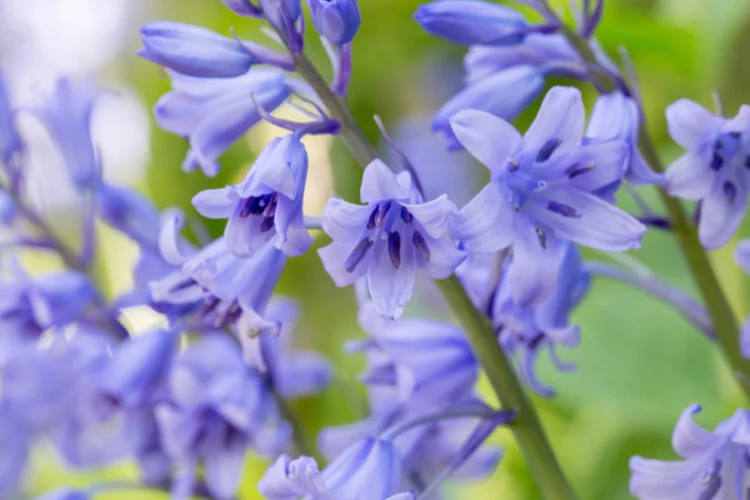 Purple bluebell flowers in full bloom with soft green stems against a blurred background