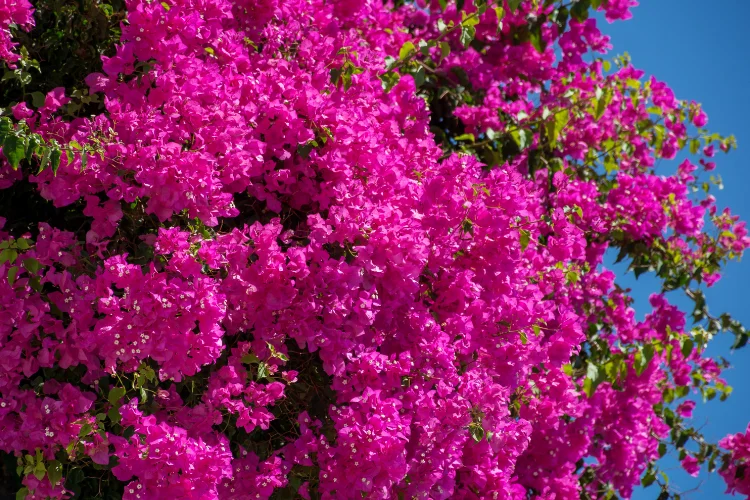 Bougainvillea bush bursting with vibrant magenta-pink papery bracts in full bloom