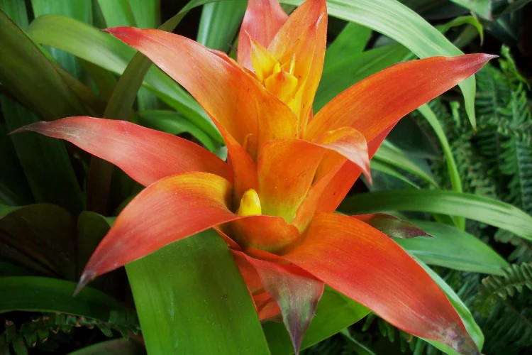 Bromeliad plant with striking orange and red tropical flowers and green leaves