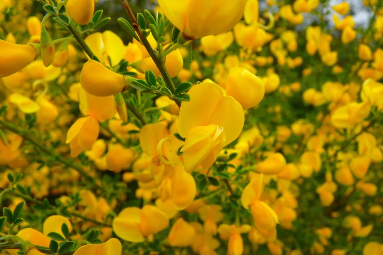 Broom flower shrub covered in dense clusters of small vivid yellow blooms