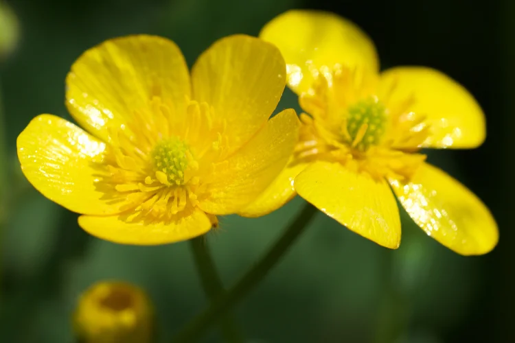 Bright yellow buttercup flowers with delicate rounded petals growing in a cluster