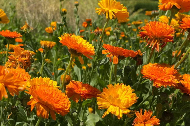 Orange and yellow calendula pot marigold flowers blooming in garden