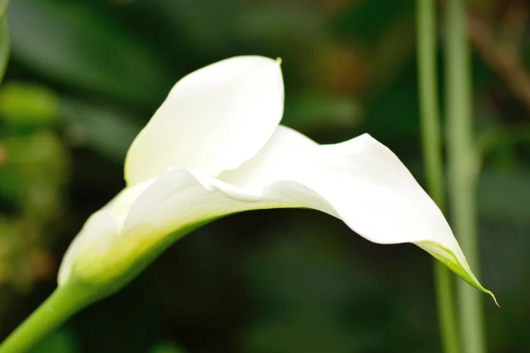 White calla lily flower with elegant trumpet-shaped bloom