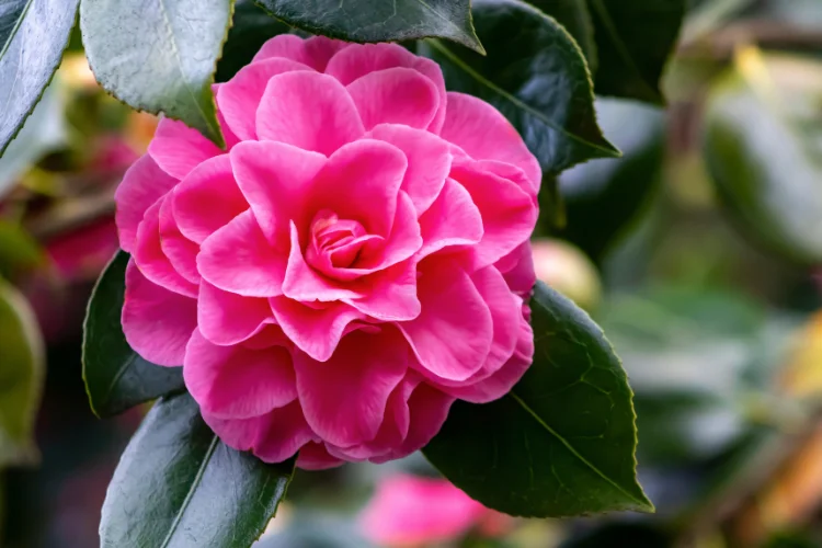 Bright pink camellia flower in full bloom with glossy green leaves