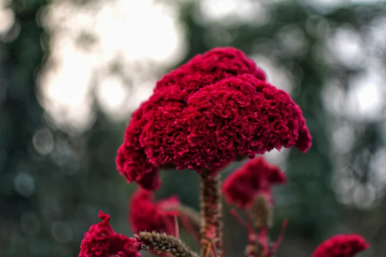 Deep red celosia cockscomb flower with velvety textured bloom