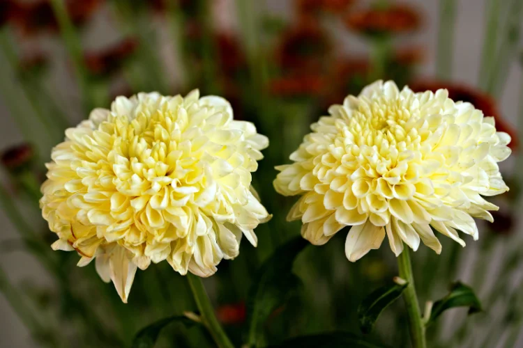 Yellow chrysanthemum flower with full layered petals in close-up