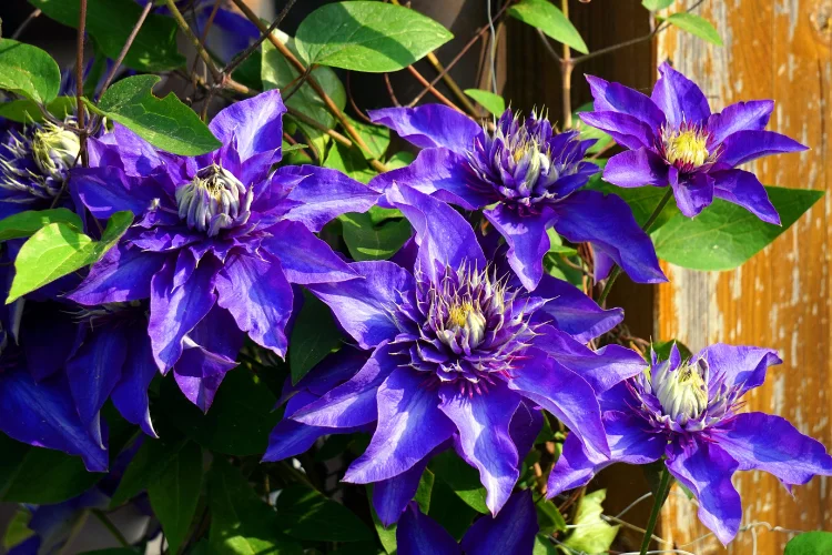 Deep purple clematis flowers climbing on a garden trellis