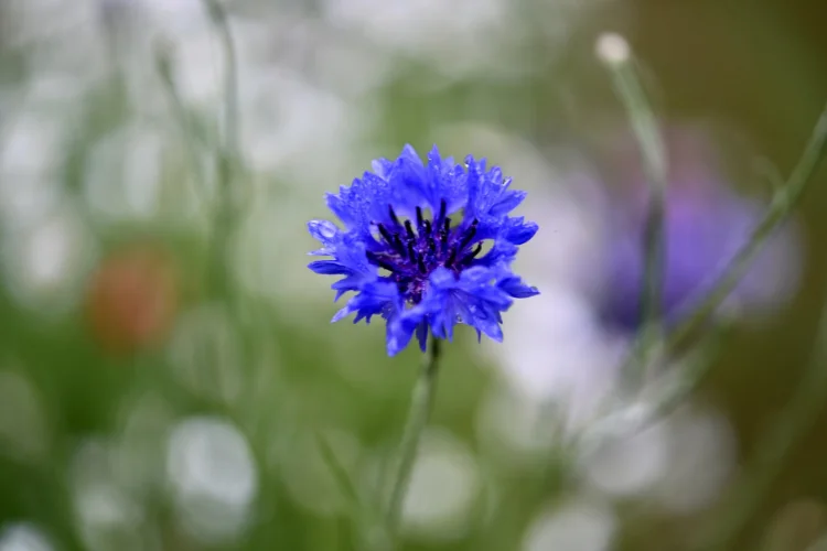 Bright blue cornflower also known as bachelor's button in close-up